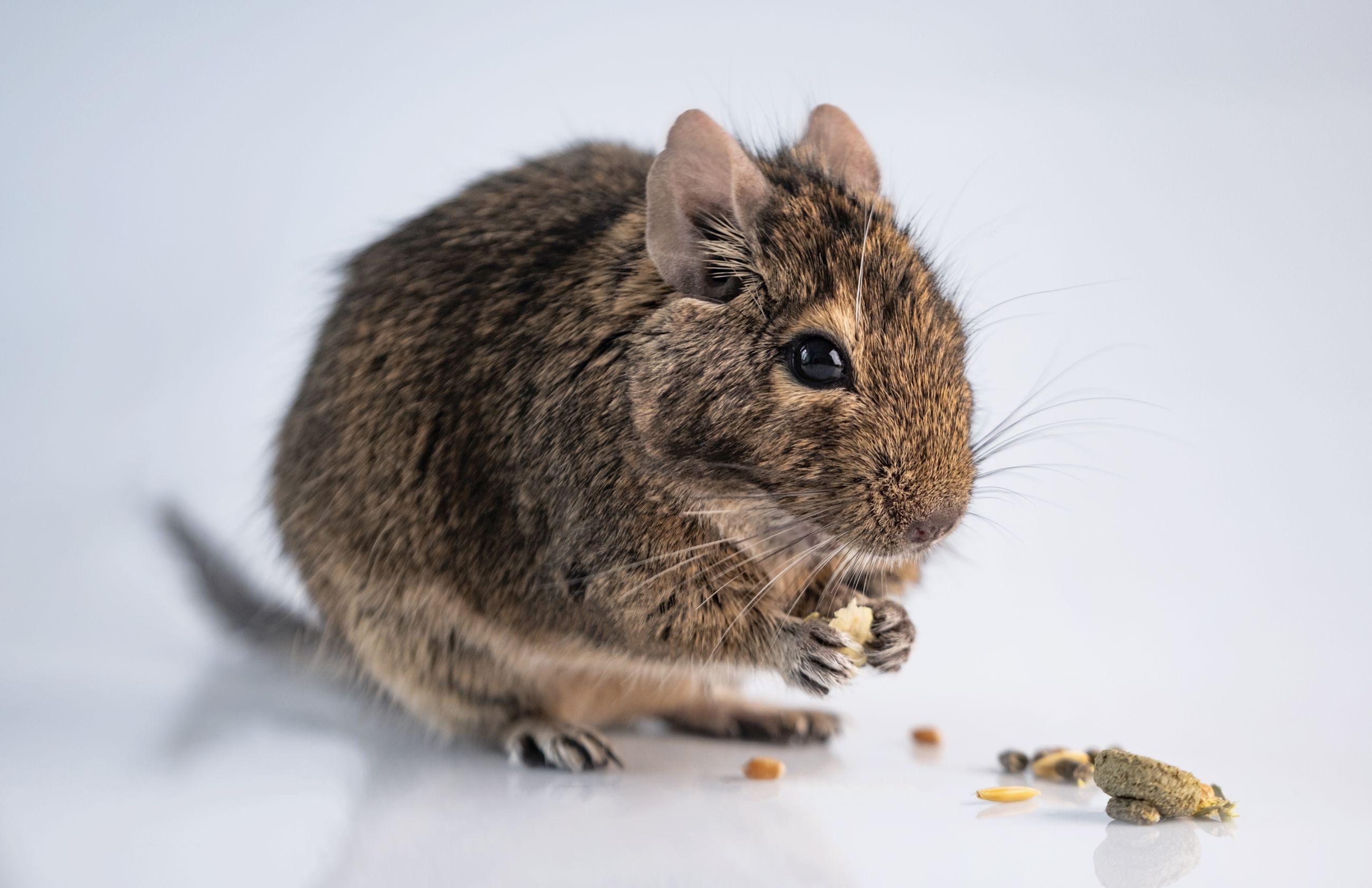 Degu eli torvimyyrä (Octodon degus)