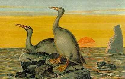 Hesperornis