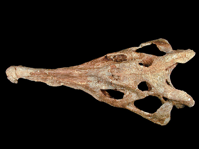Pseudopalatus