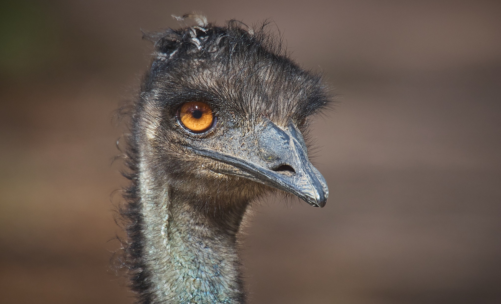 Emu