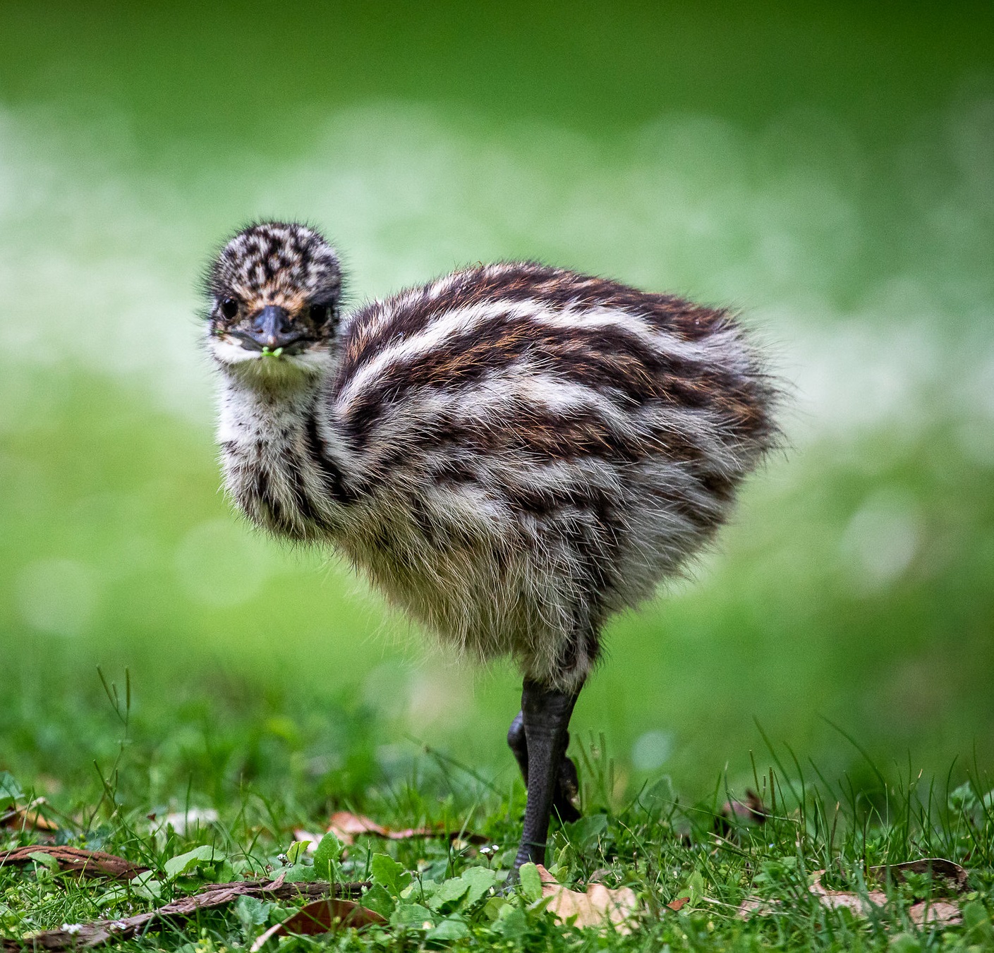 Emu