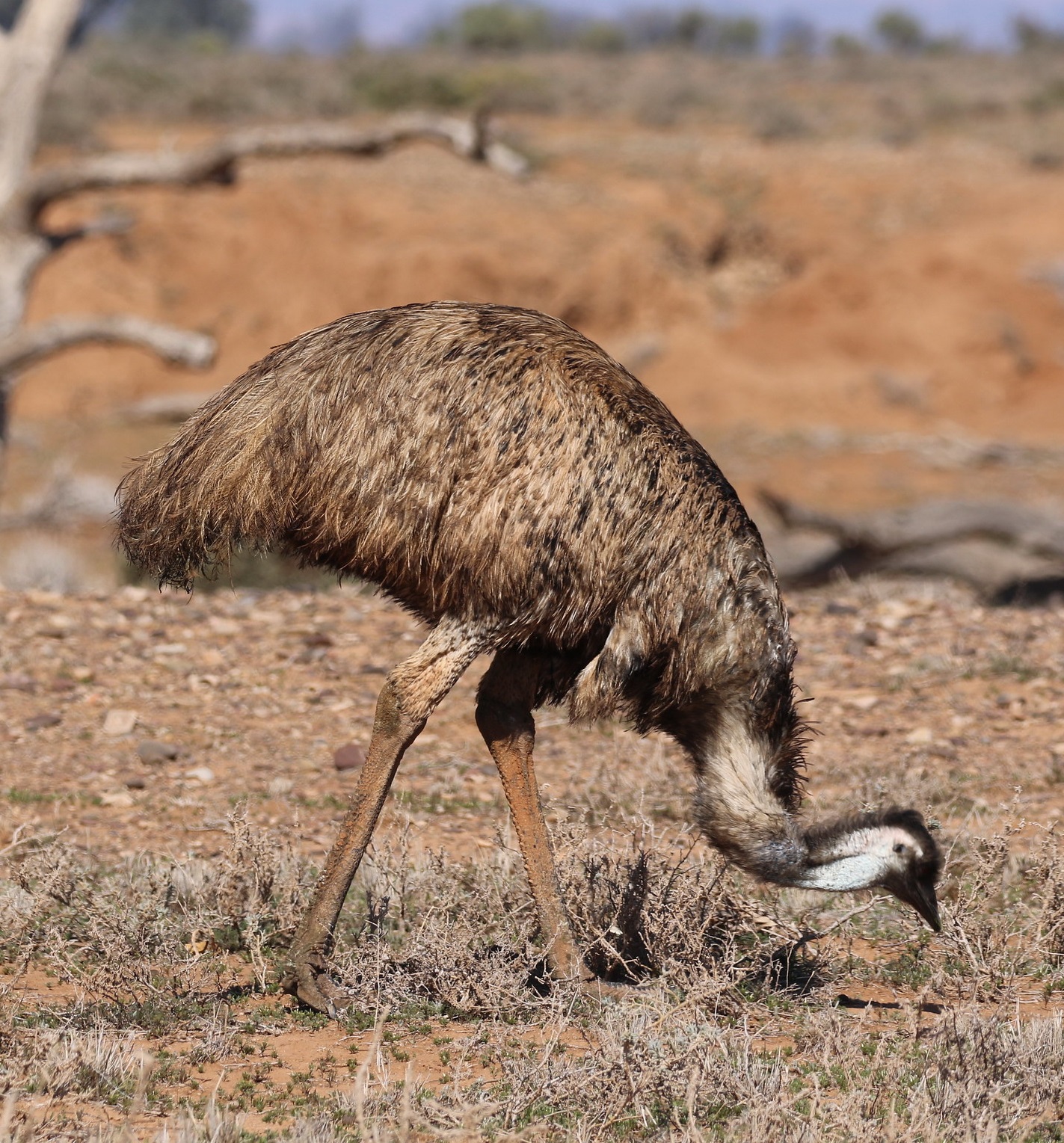 Emu