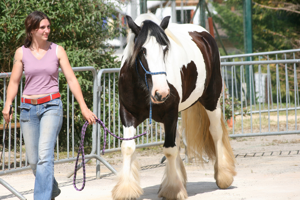Irlannincob taluttajineen