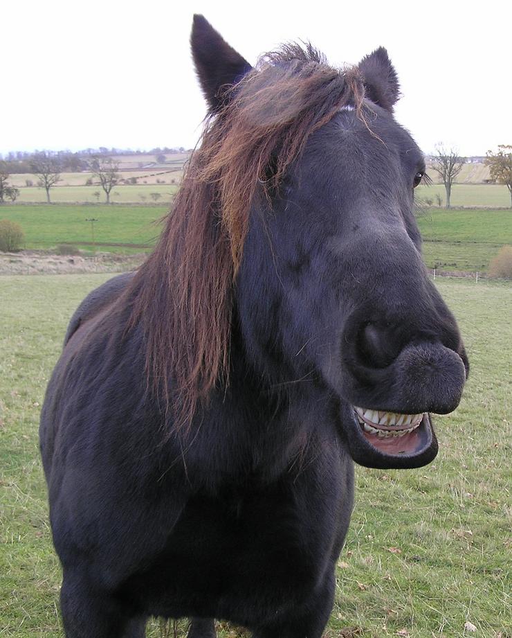Dalesinponi
