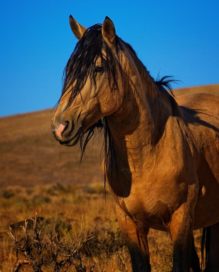 Mustangi