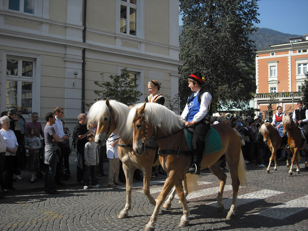 Haflinger