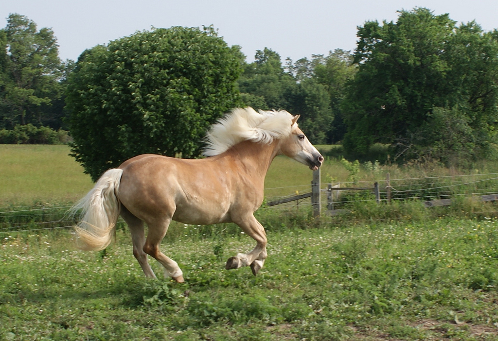 Haflinger