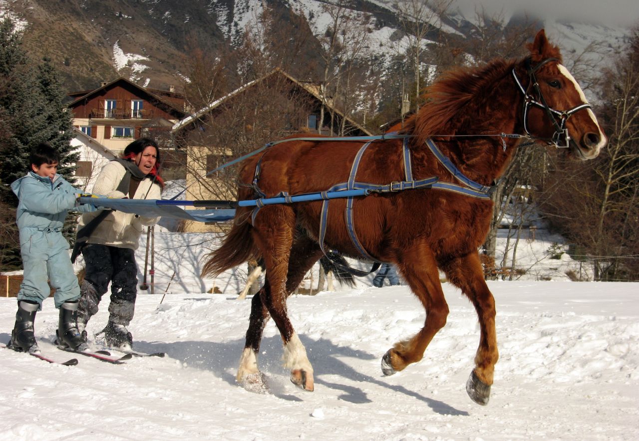 Talvihevosia