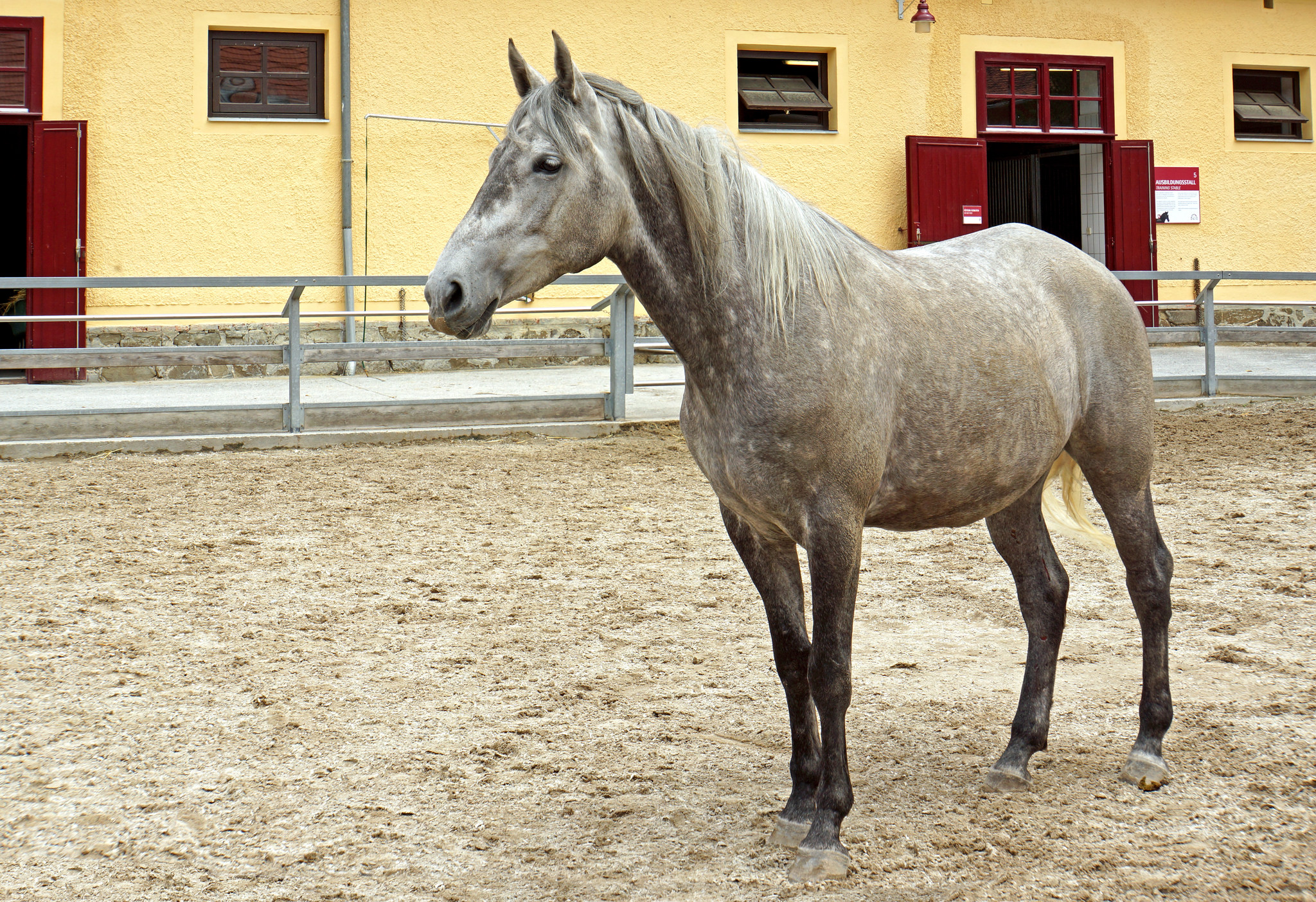 Lipizzanhevonen