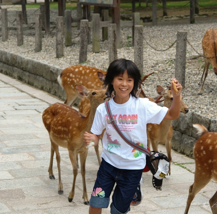 Japaninkauris