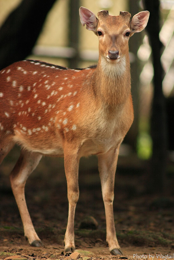 Cervus nippon taiouanus