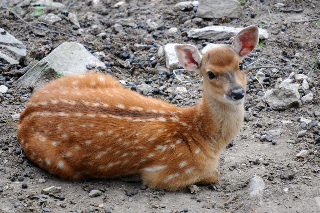 Cervus nippon pseudaxis