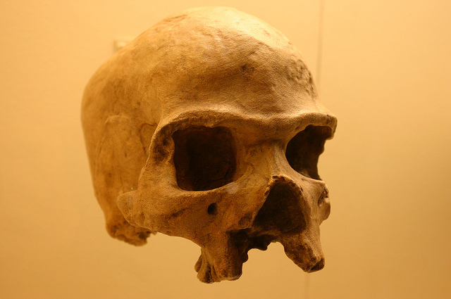 Homo sapiens