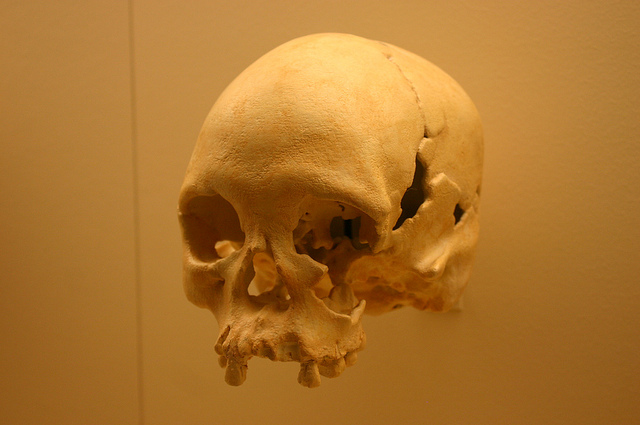 Homo sapiens