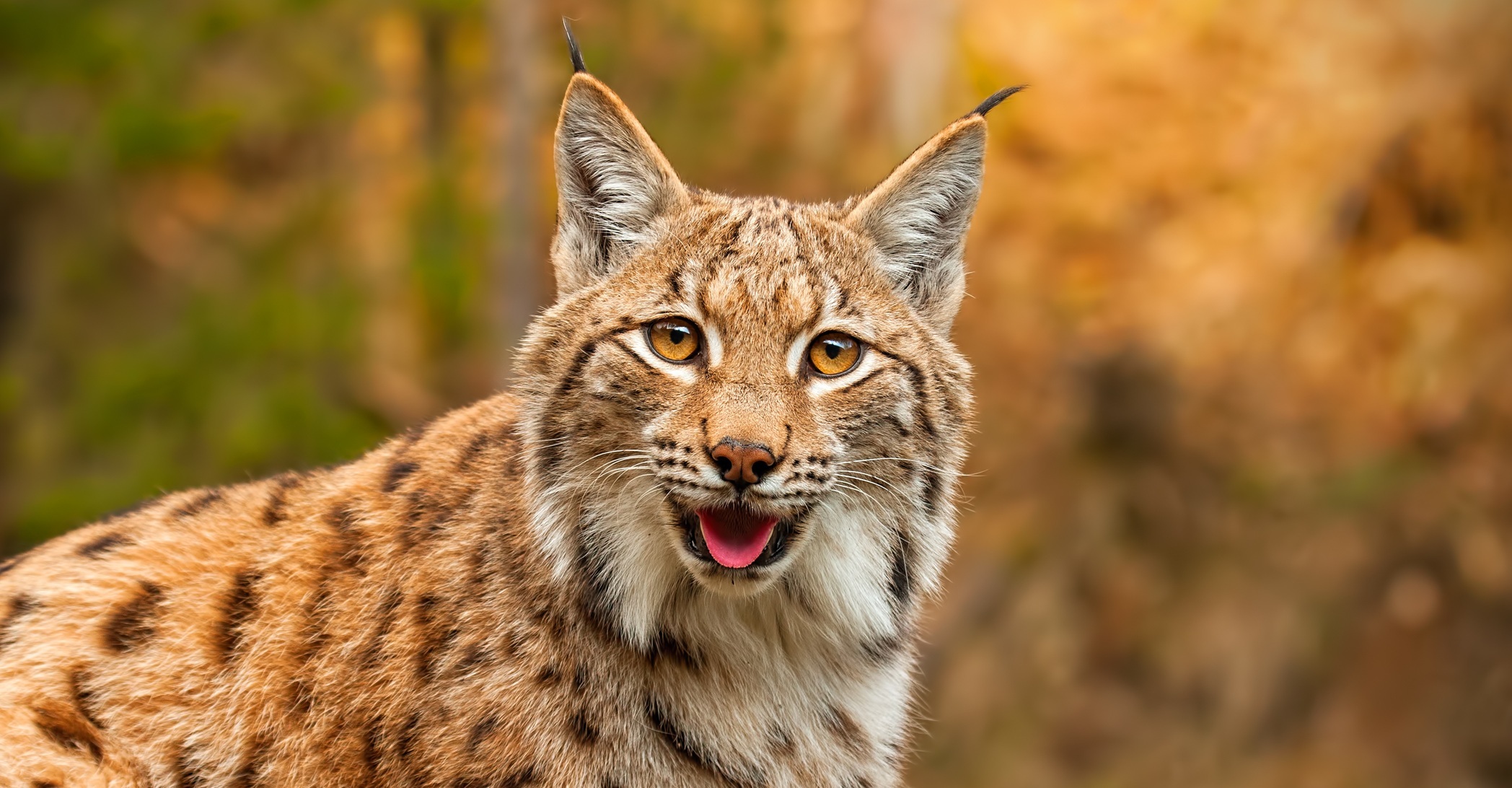 Ilves