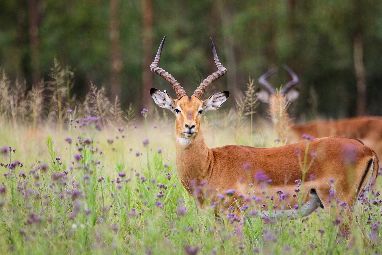 Impala