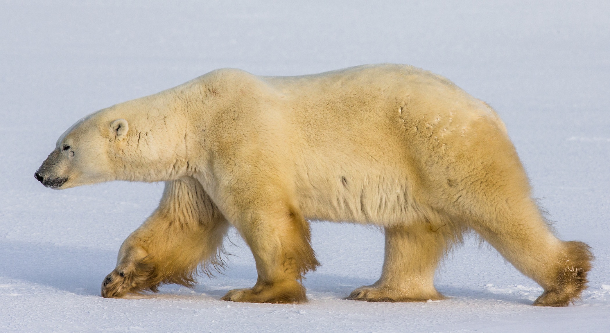 Jääkarhu
