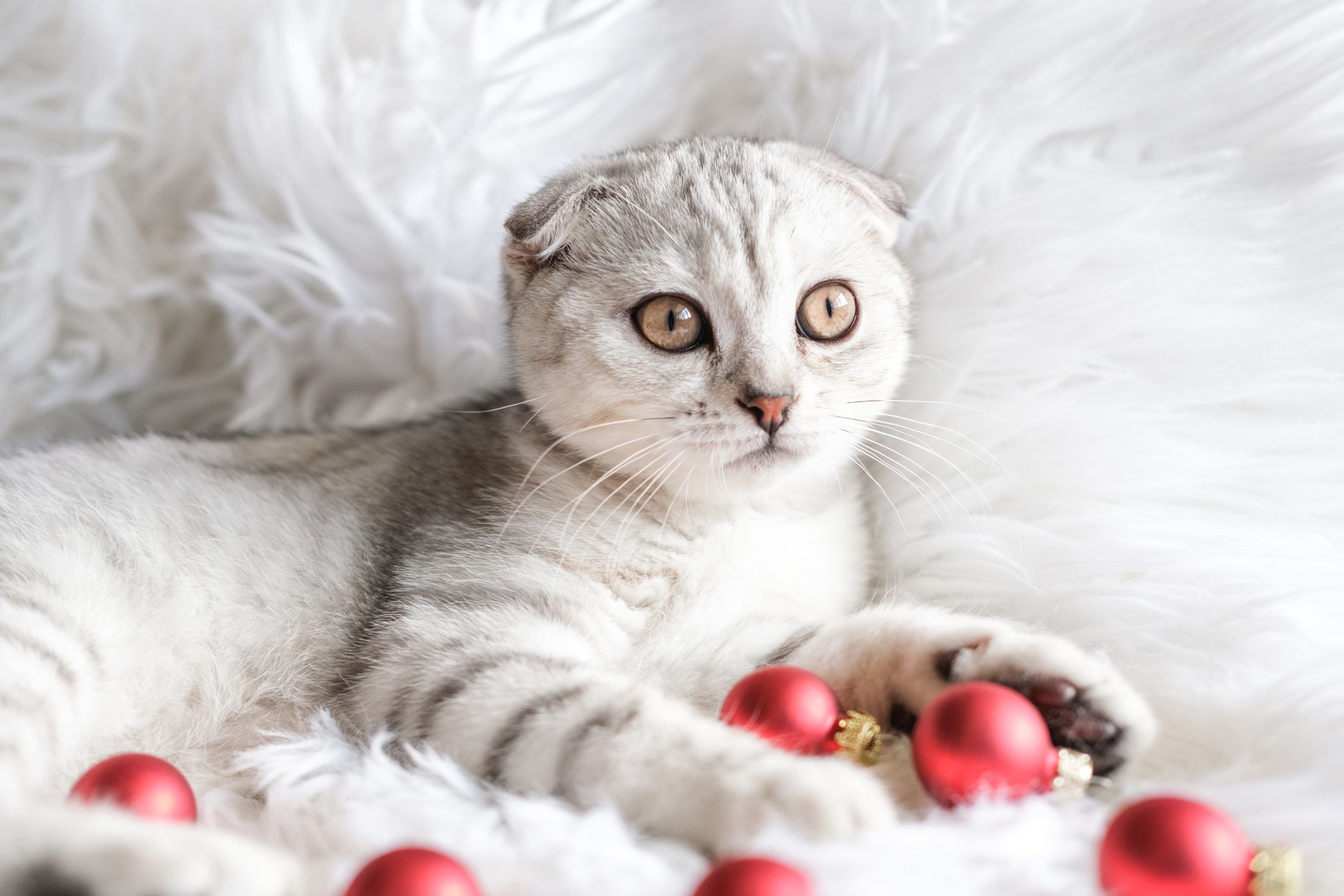 Joulukalenteri - Kissat