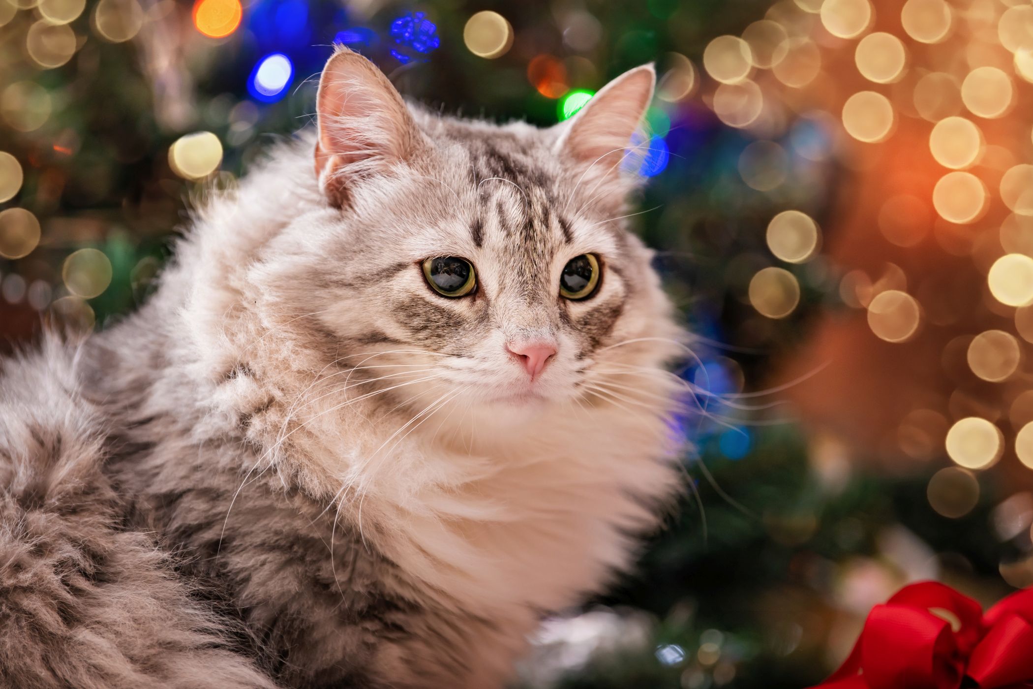 Joulukalenteri - Kissat