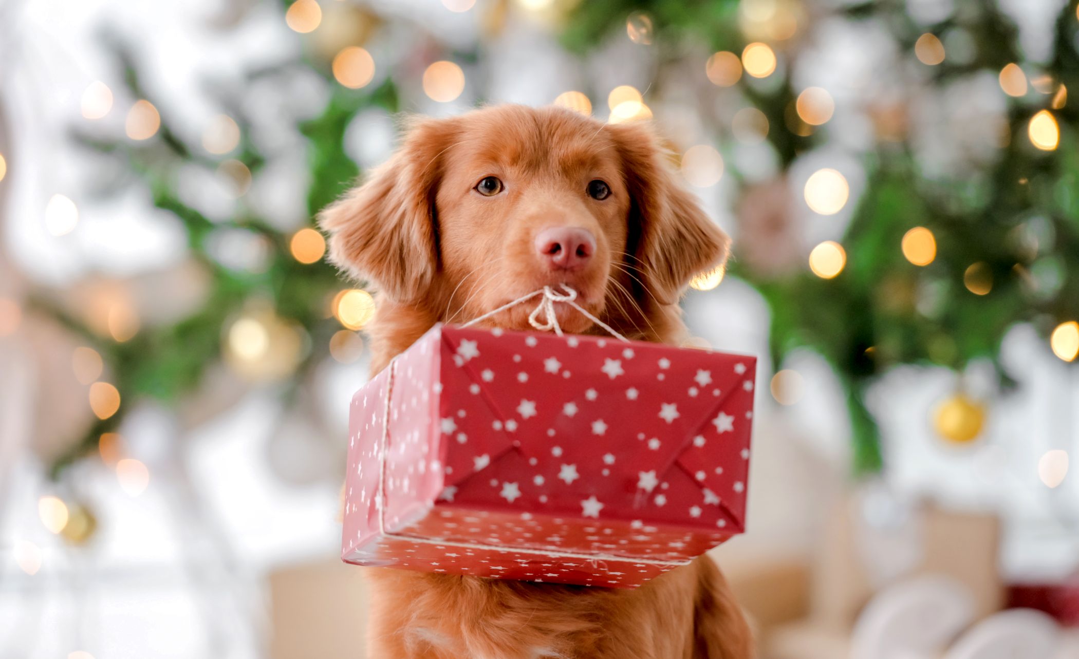 Joulukalenteri - koirat