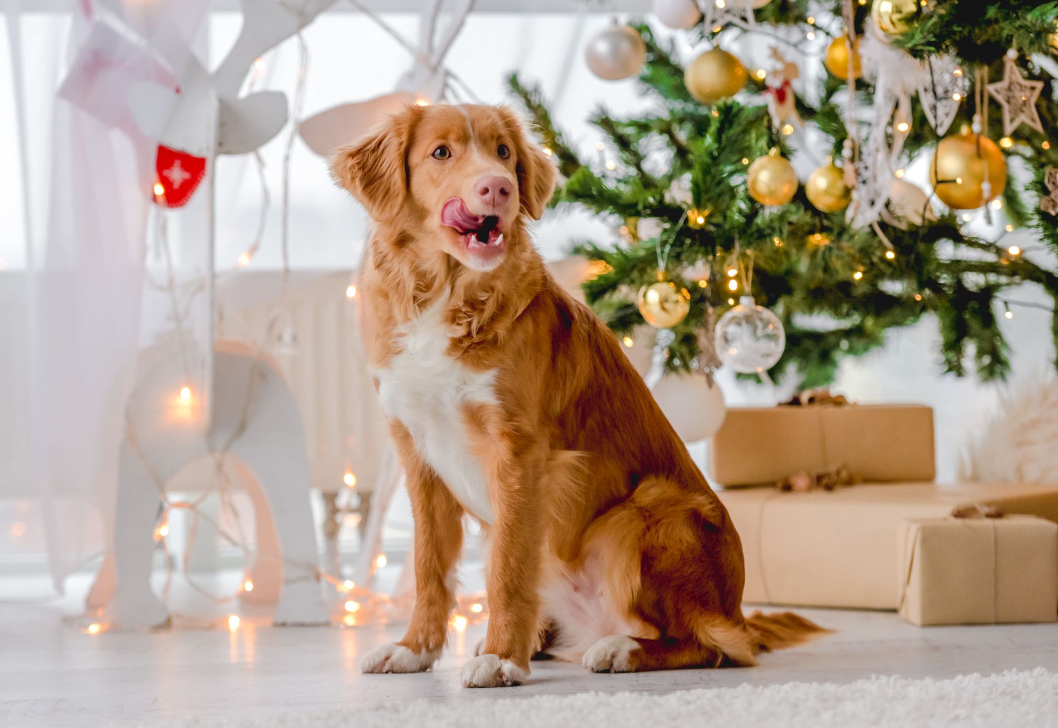 Joulukalenteri - koirat