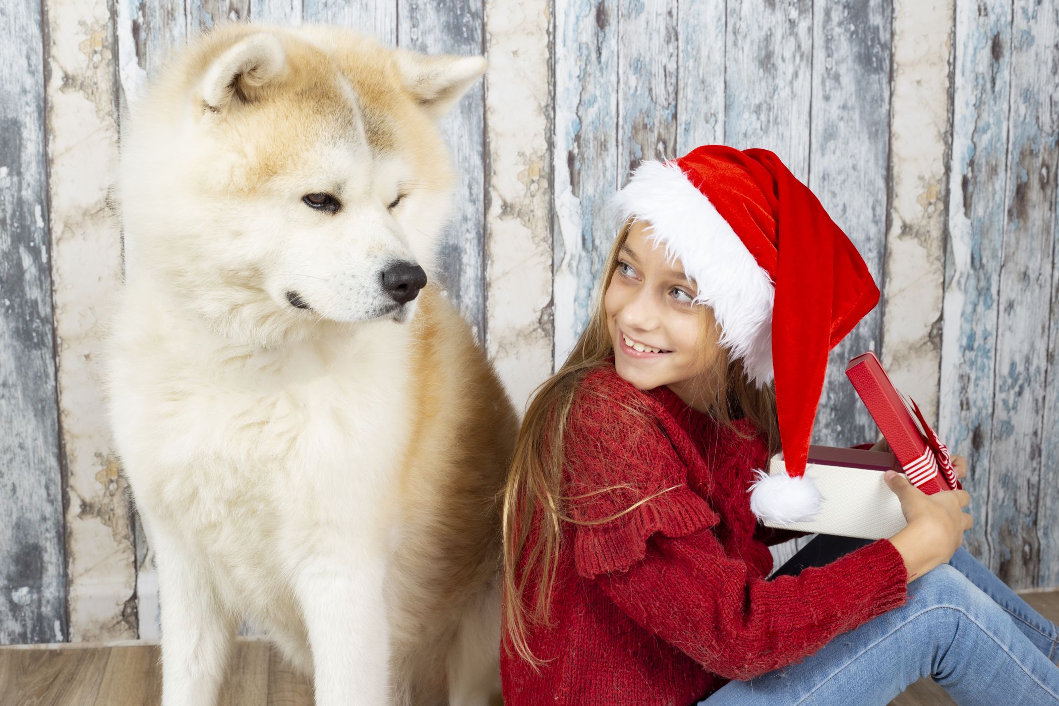 Joulukalenteri - kauneimmat koirat
