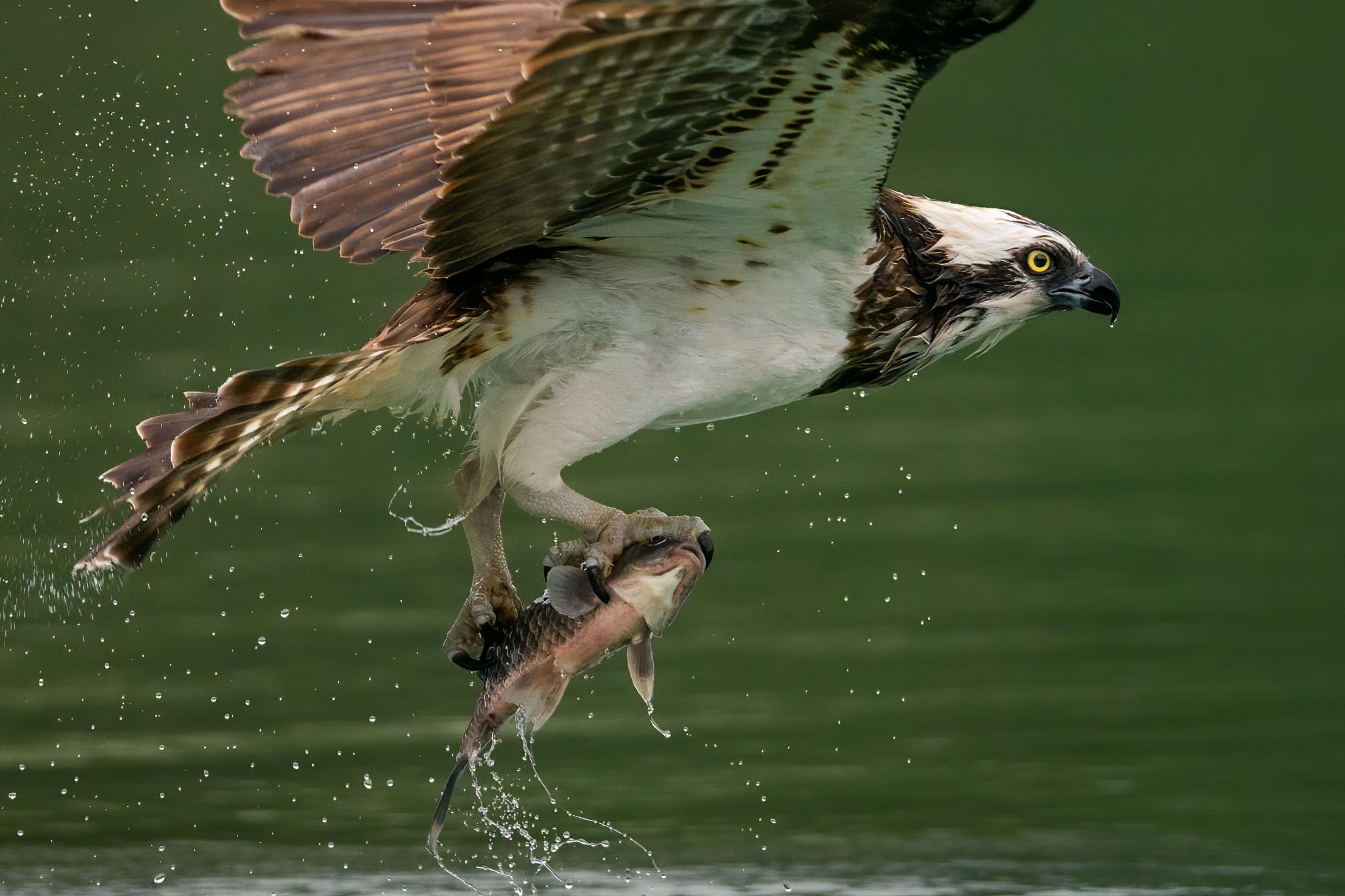 Sääksi eli kalasääski  (Pandion haliaetus)