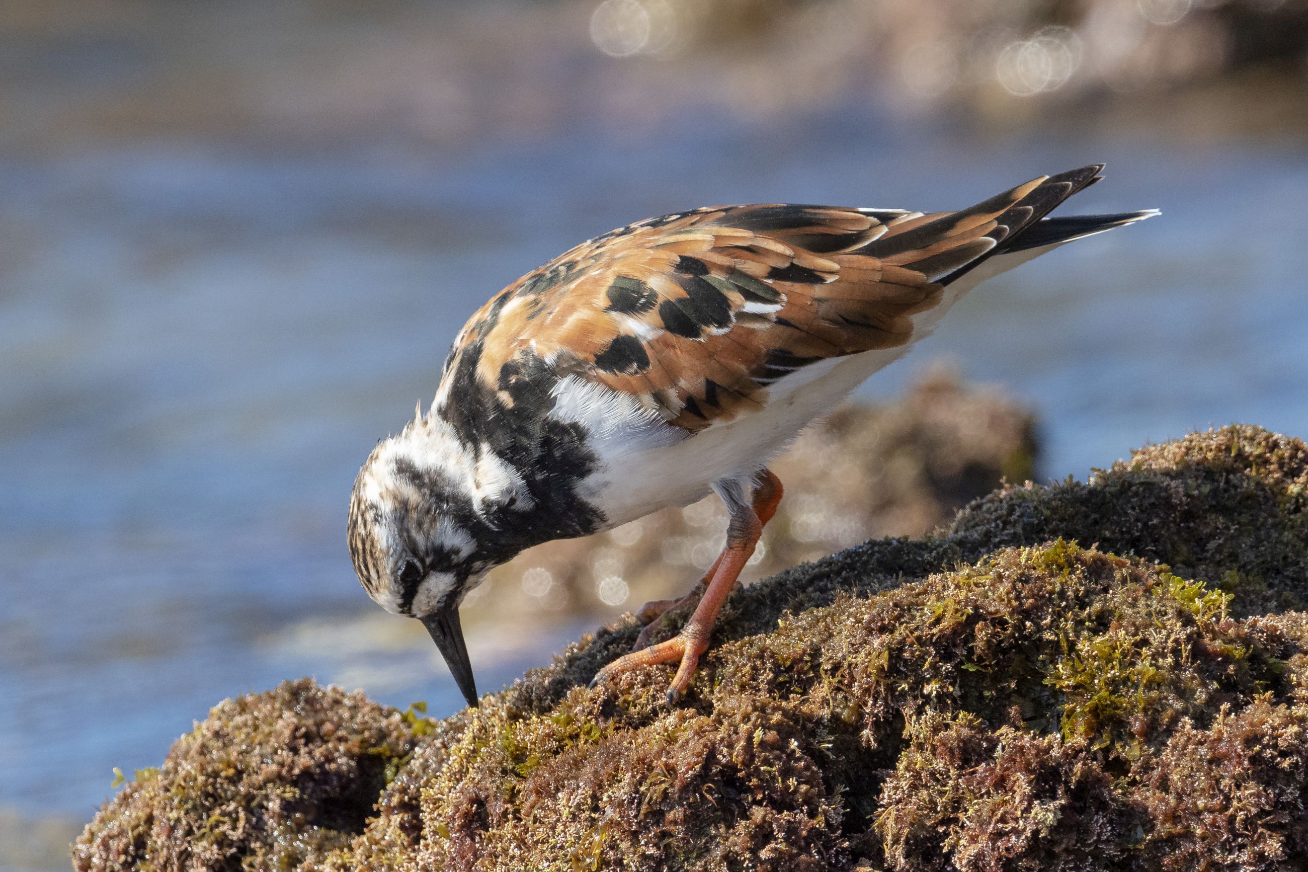 Karikukko (Arenaria interpres)