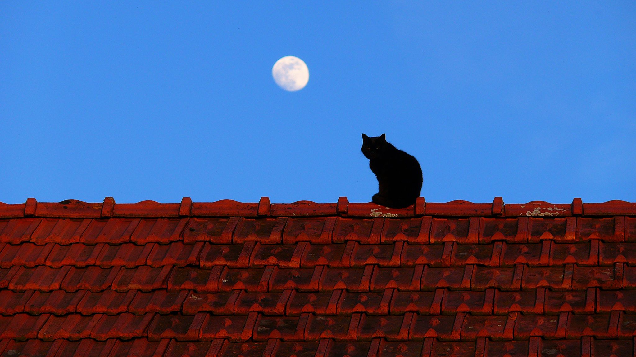Musta kissa kuutamolla