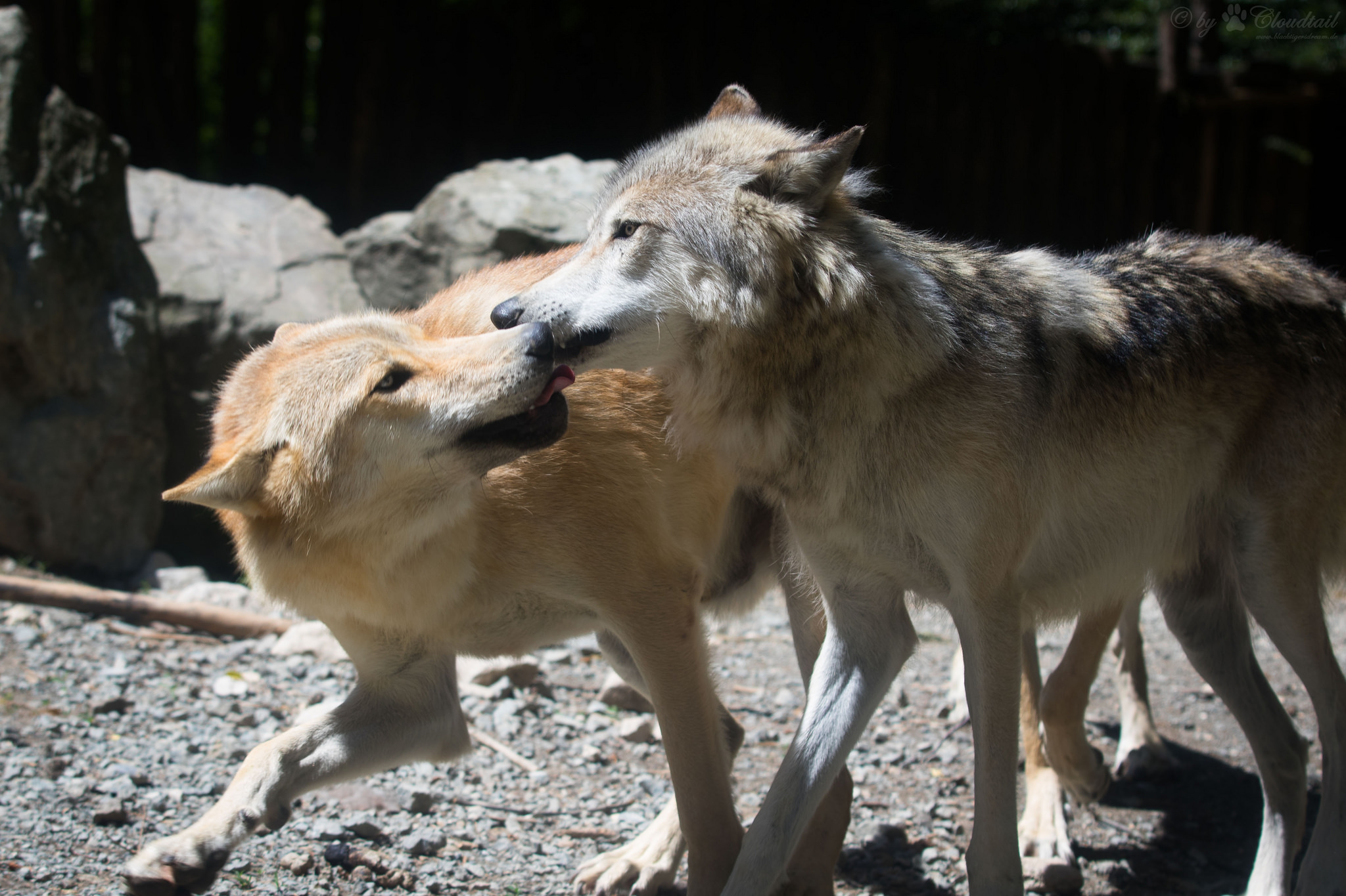 Susi Canis lupus
