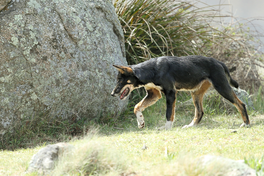 Dingo