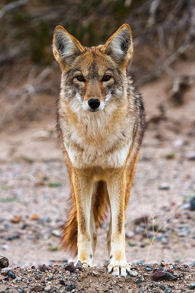 Kojootti Canis latrans