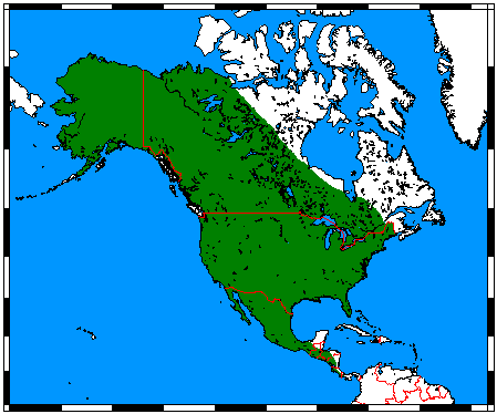 Kojootinevinneisyys