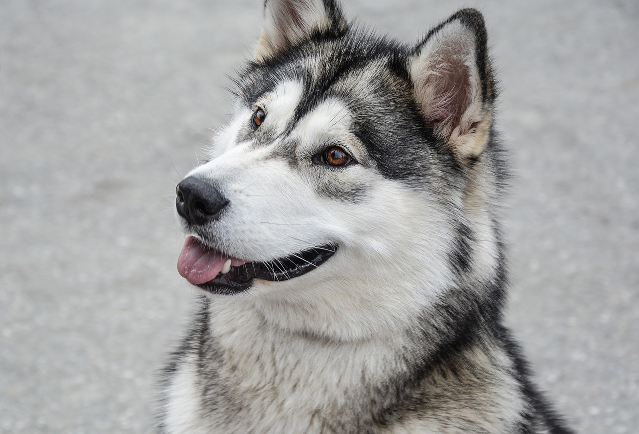 Alaskanmalamuutti