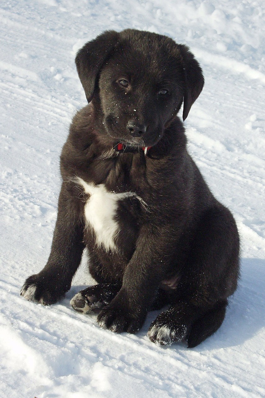 Labradorinnoutaja