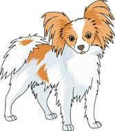 Papillon