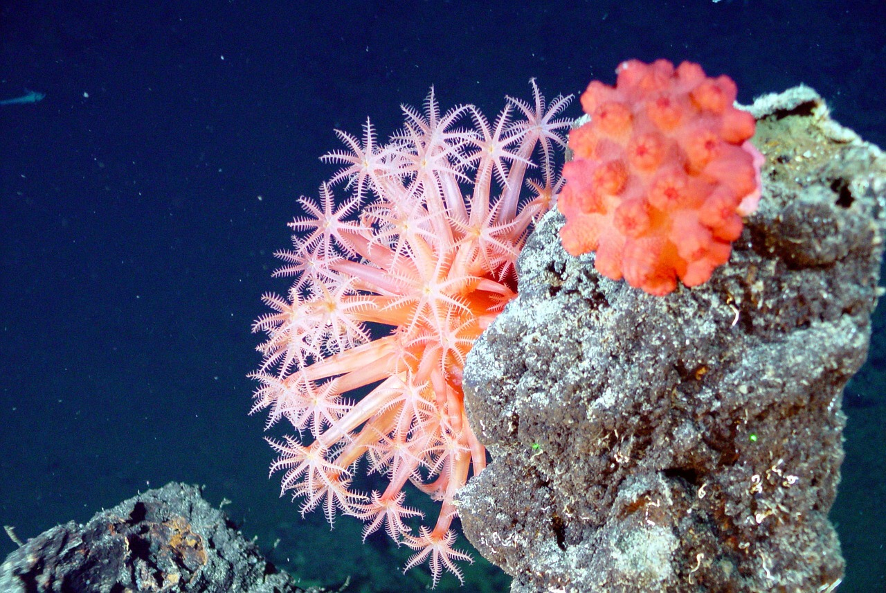 Koralli