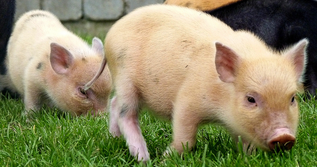 minipossu