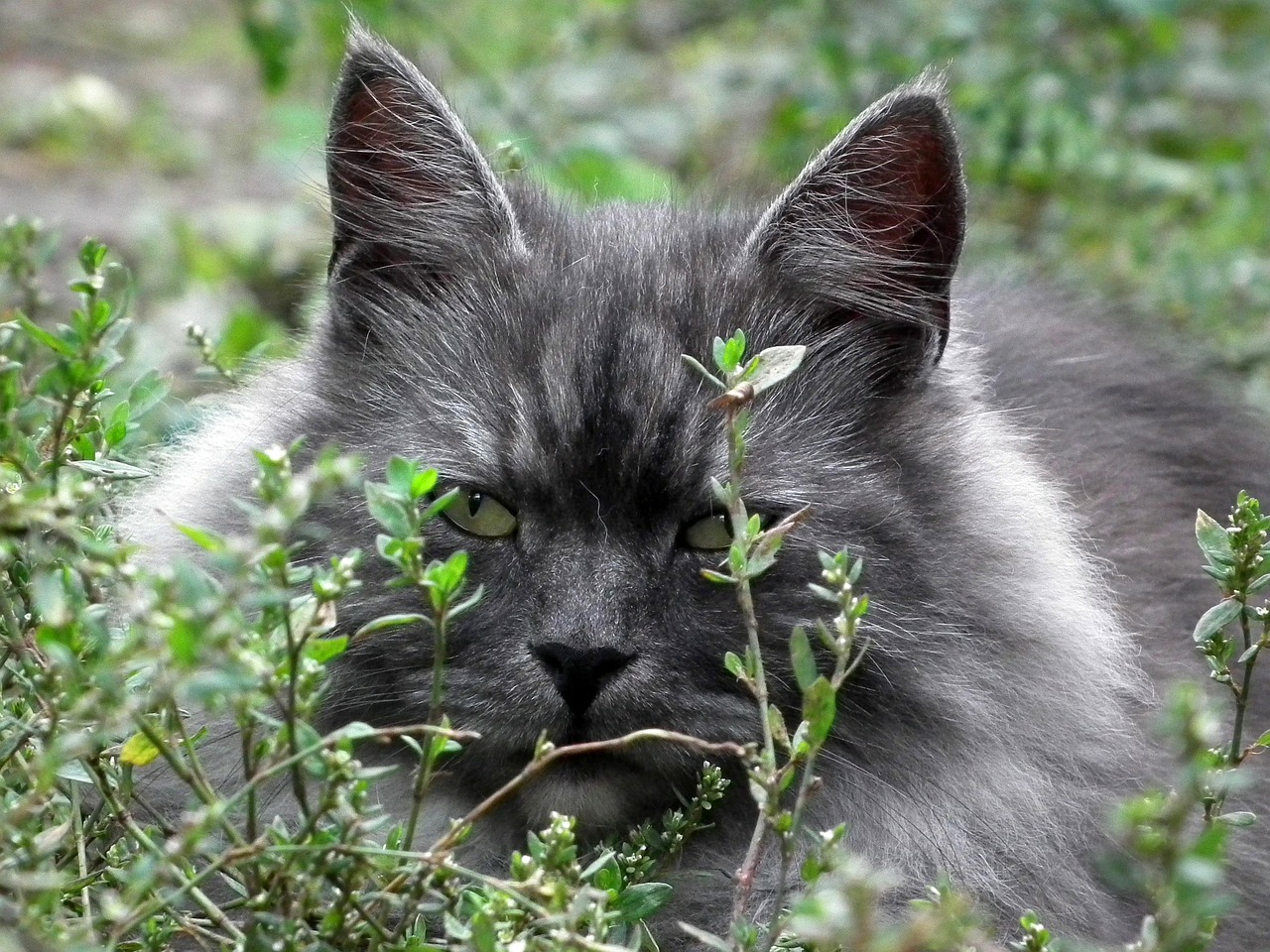 Kissa