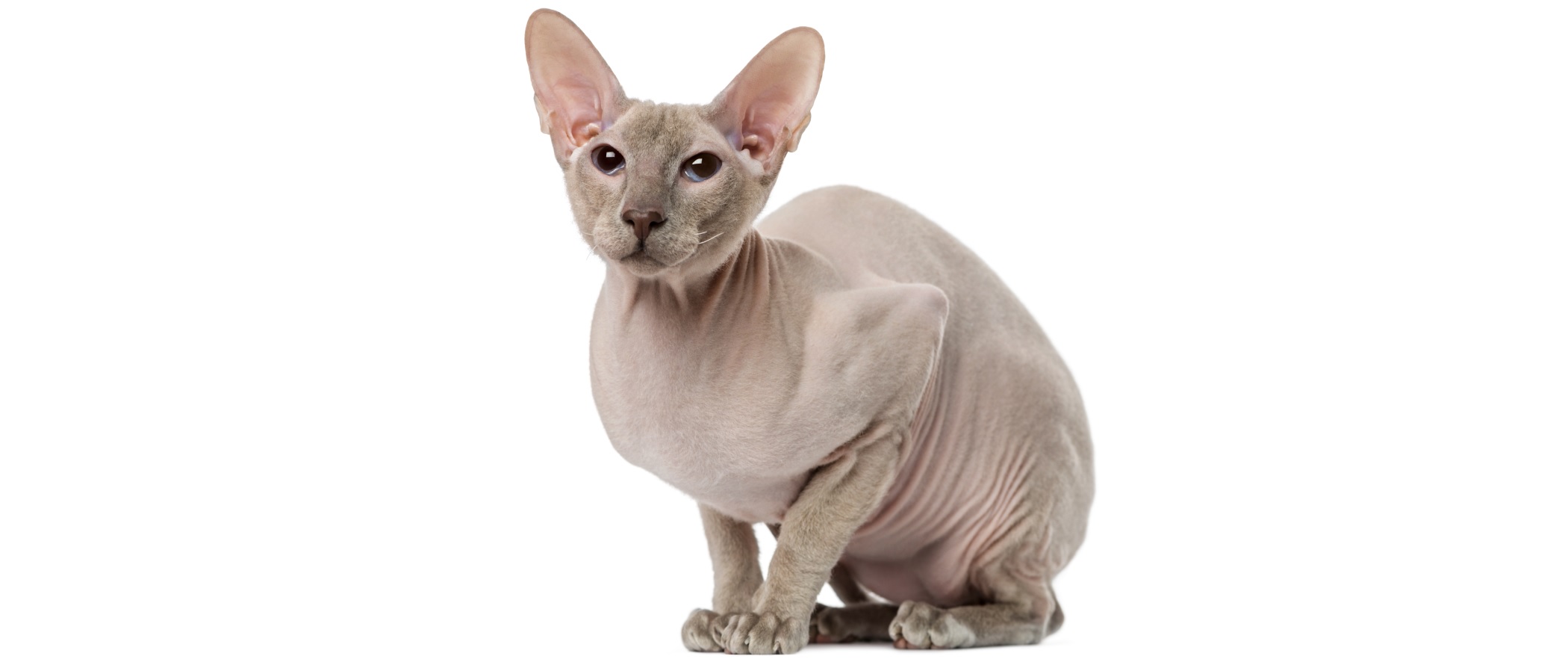 Peterbald