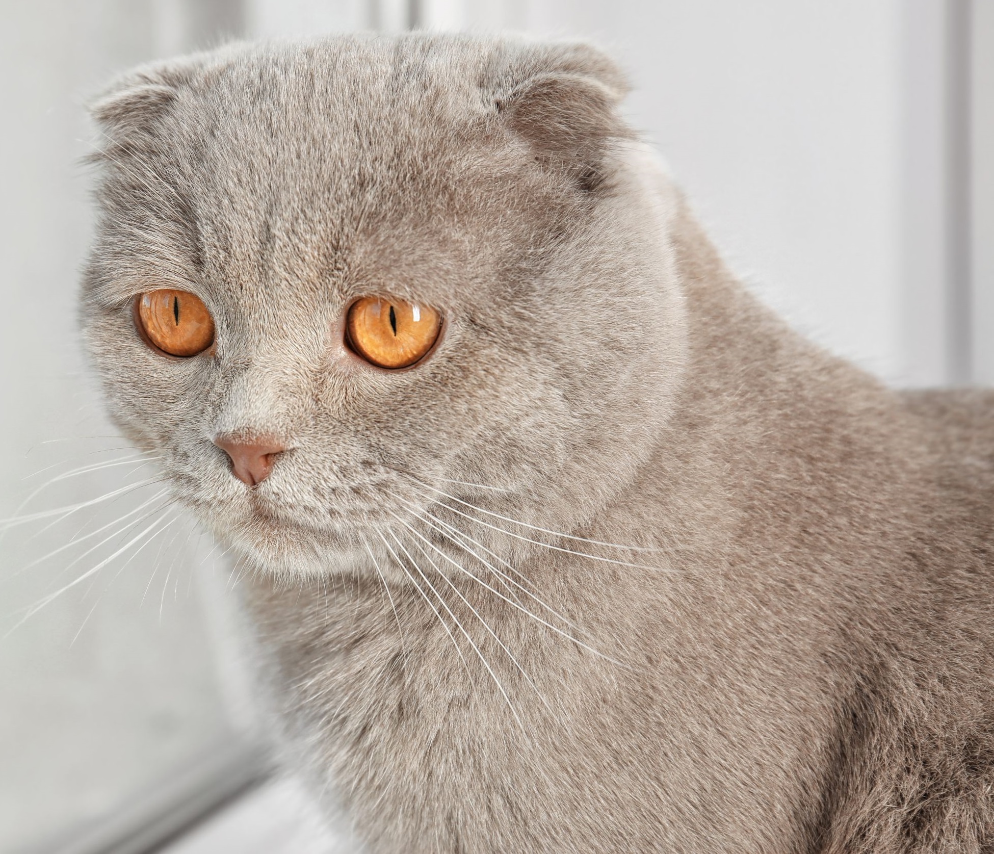 Scottish fold