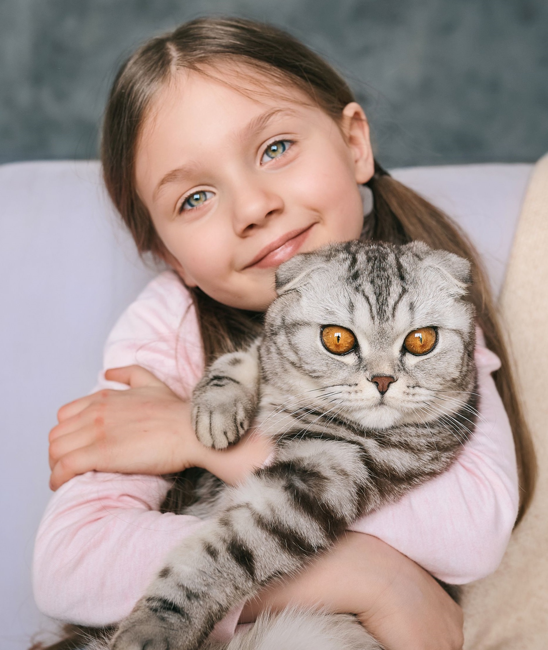 Scottish fold