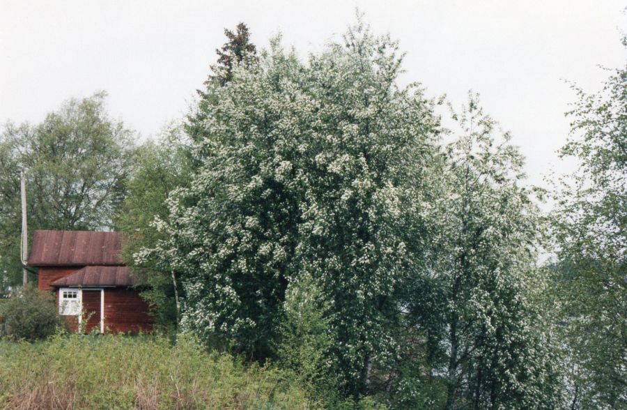 Apula