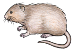 Myyrä