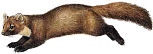 Näätä
