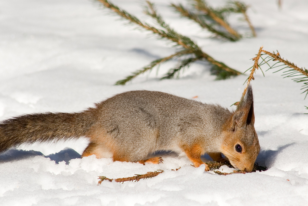 Orava sciurus vulgaris