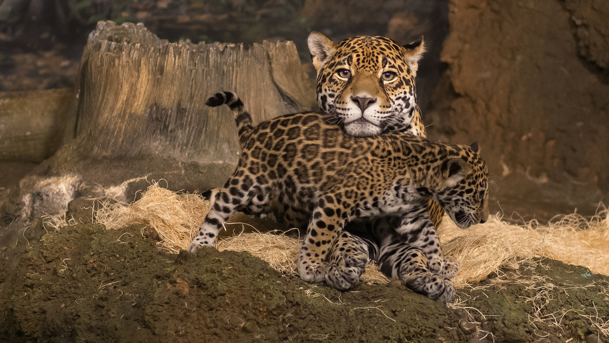 Jaguaari