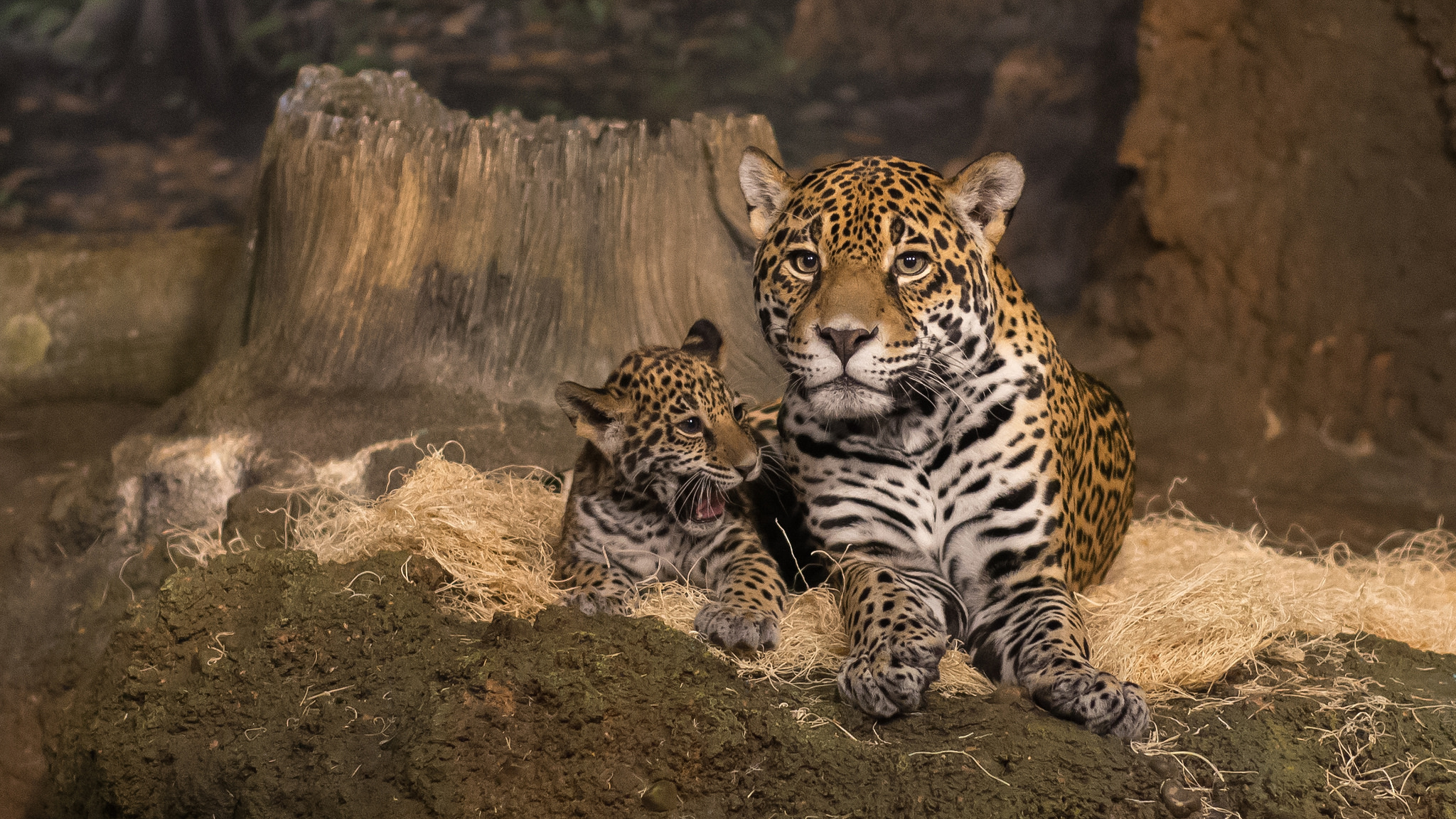 Jaguaari