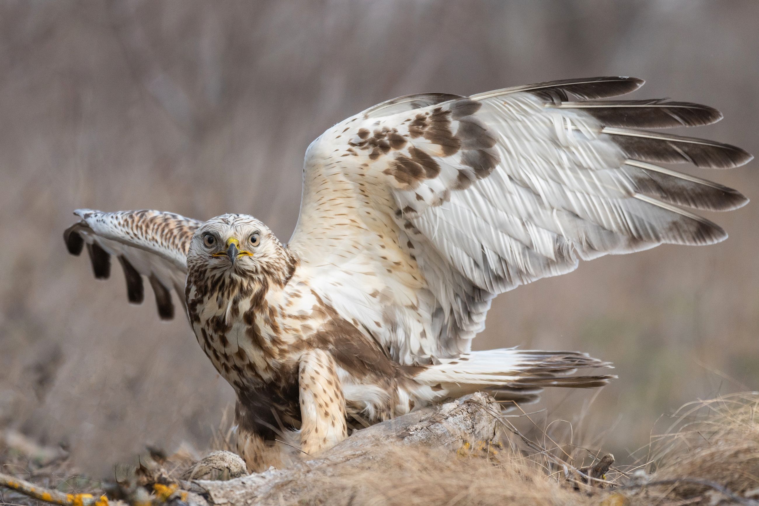 Piekana (Buteo lagopus)