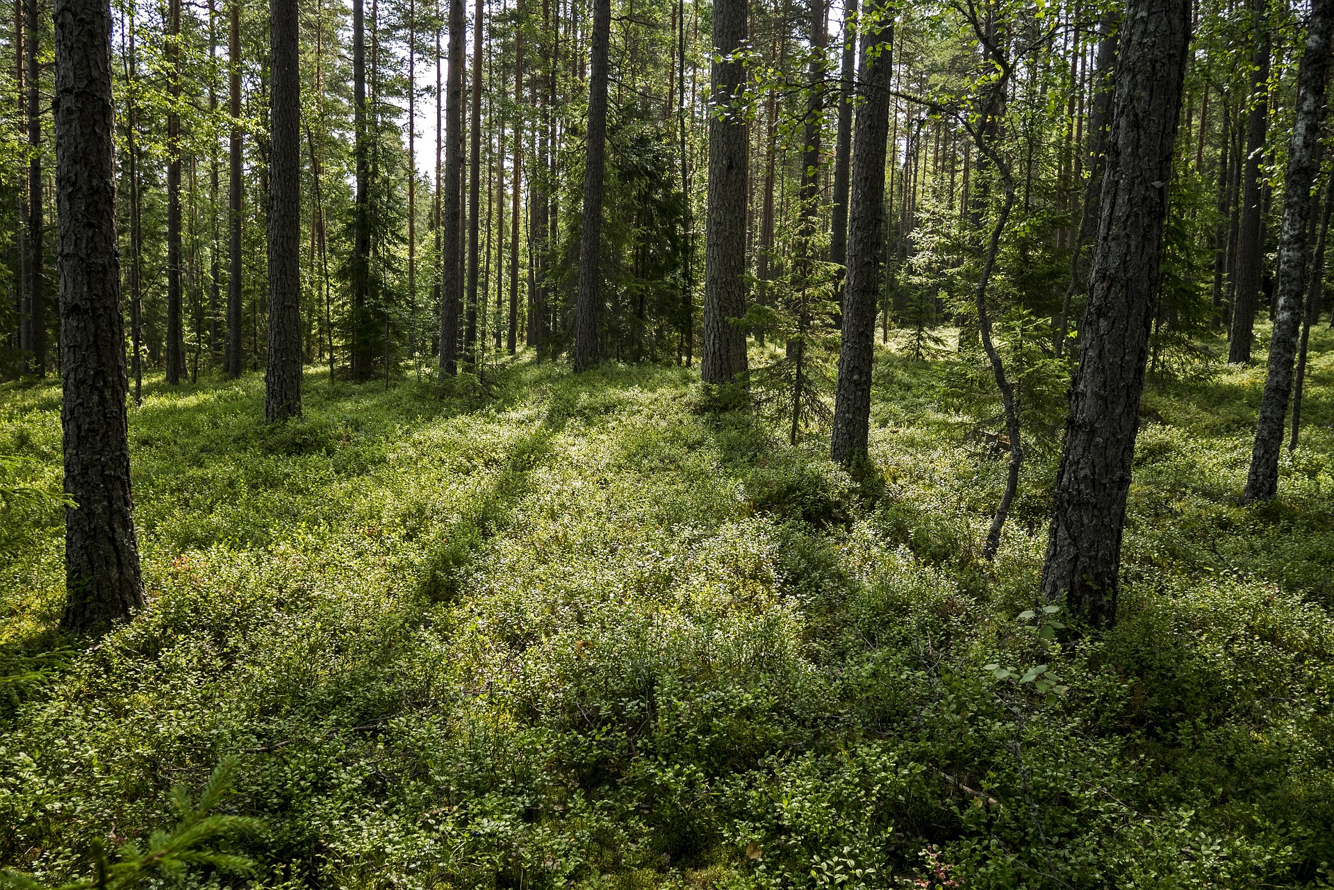 Runovakka